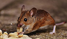 24 Hour & Emergency Exterminators in North Houston, TX